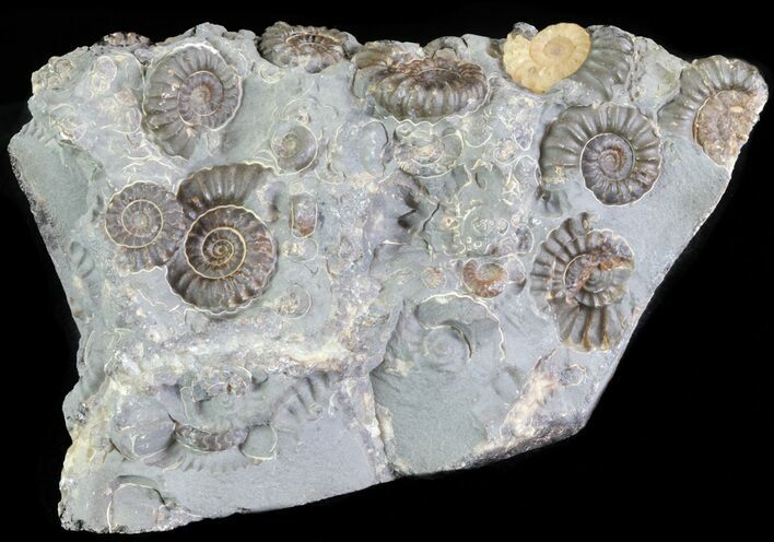 Ammonite Fossil Slab - Marston Magna Marble #63493
